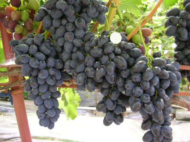 Виноград давно перестал быть чем-то экзотическим для садоводов
