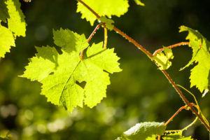 Неразумное удаление листвы у винограда ослабляет кусты