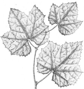 Листья винограда - прекрасный источник легкоусвояемого кальция