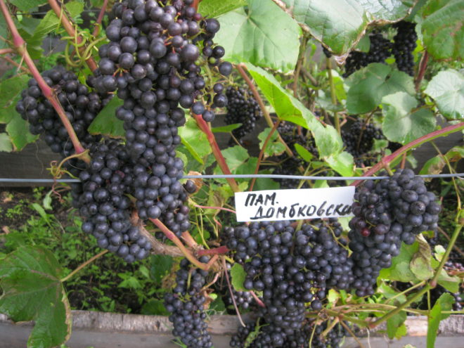 БЧЗ – виноград имеющий маленькие ягоды
