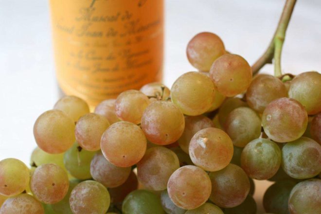 Натуральное вино из лучших сортов белого винограда способствует обогащению организма витаминами