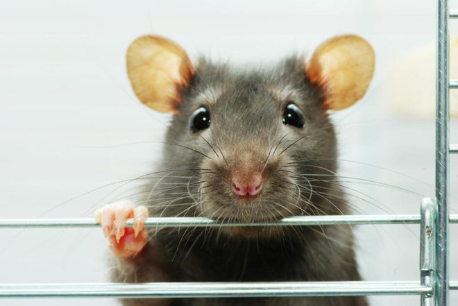 При борьбе с мышами помогут не механические средства защиты, а химические