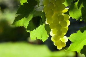 Чаще всего в гастрономических целях используют листья белого винограда