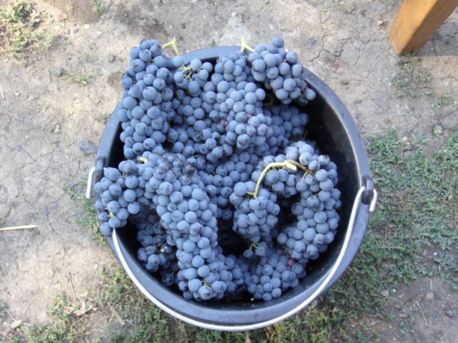Рубин Голодриги — винный сорт, идеально подходящий для производства вин