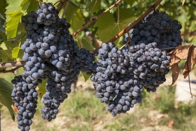 Плодоношение винограда Загадка Шарова начинается на 2-3 год развития куста