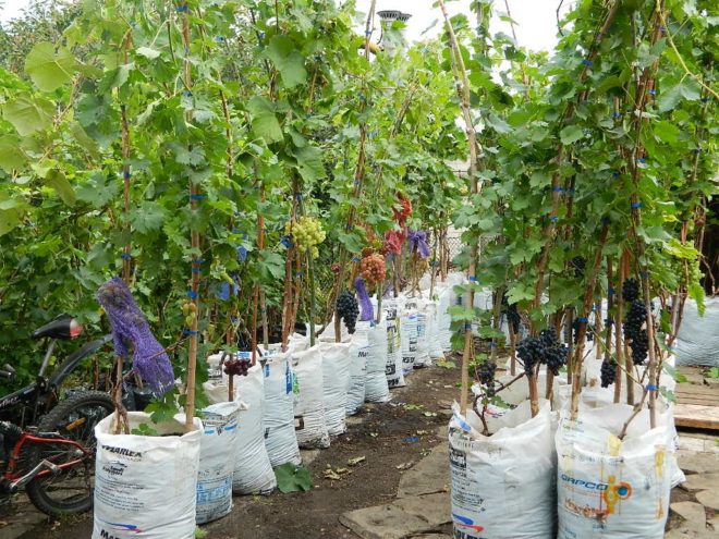 Посадить виноград можно в виде саженцев, черенков и рассады