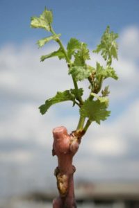 Одним из основных минусов осенней посадки винограда считается возможность вымерзания саженцев