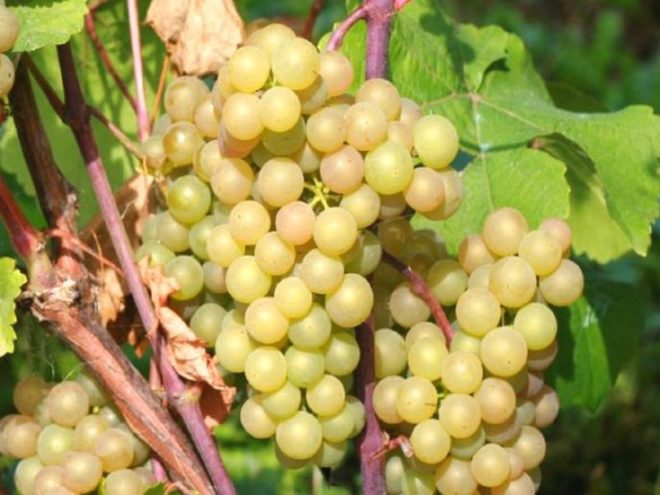 Неприглядный внешне, полон пользы - это виноград Платовский