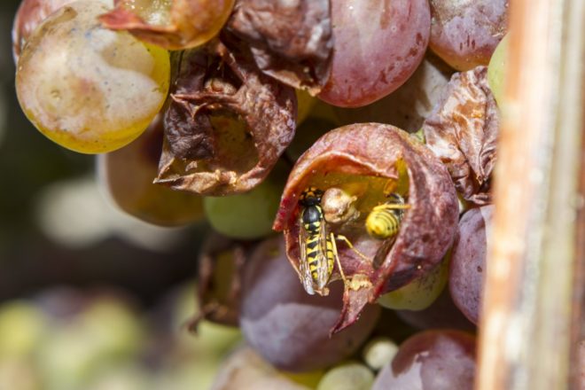 На винограднике и приусадебном участке всегда найдутся вредители, которые готовы съесть все ягоды без остатка