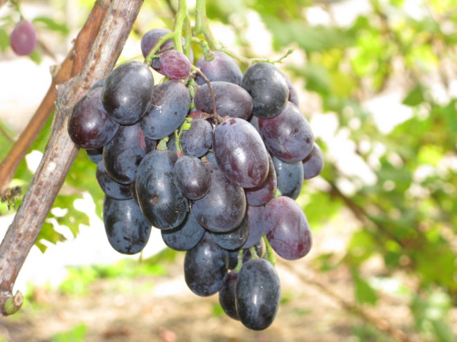 Сорт винограда Орда - это гибрид лоз Кеша и Бастра