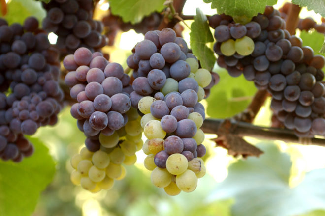Сорт Пино Гриджио считается лучшим для переработки в вино