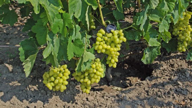Виноград столовый, белый Продюсер – один из популярных сортов