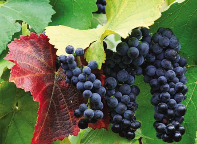 До посадочных работ следует определиться с сортовой принадлежностью виноградного растения