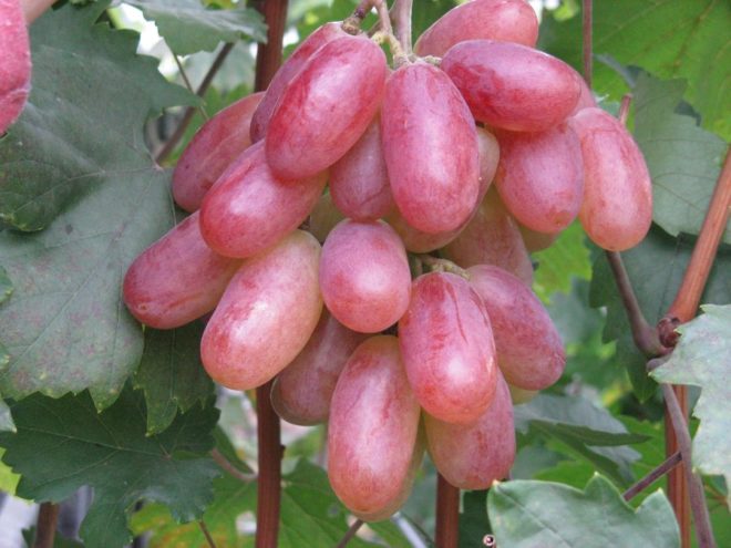Сорт винограда Преображение имеет очень вкусные, сочные ягоды с тоненькой кожицей