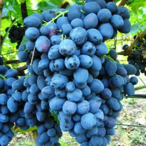 По внешним характеристикам виноград сорта журавлик похож на лозу Альварна