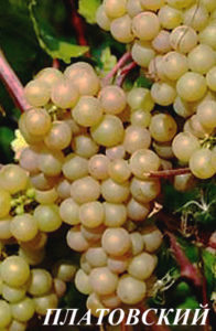 Сорт винограда Платовский относится к морозостойким