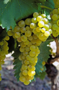 Рак можно лечить с помощью белых сортов винограда