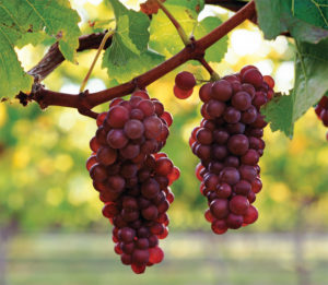 Виноград Пино Гриджио богат на вкусовые качества