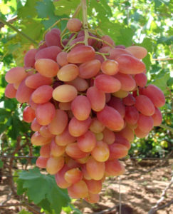 Сорт винограда Преображение даёт по два урожая с большим количеством ягод