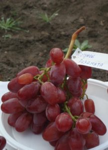 Плоды винограда сорта Потомок Ризамат обладают нежной и приятной кожицей