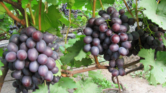 В первый раз виноград Сенатор поливают в весенний период