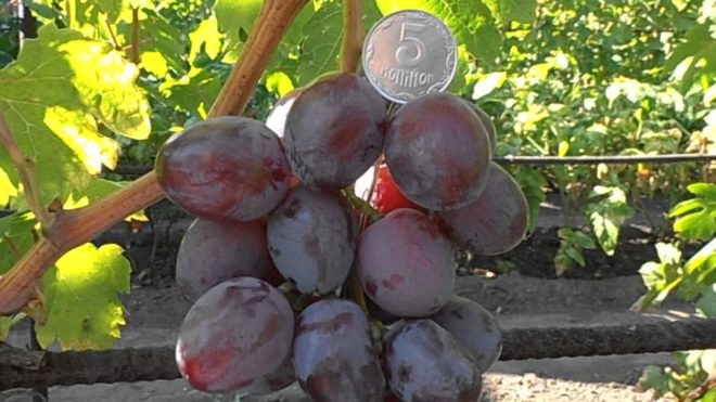 Виноград Зариф знаменит своими крупными ягодами и мощностью лозы