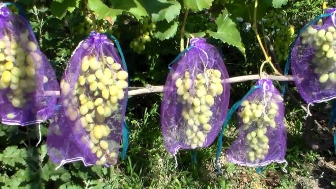 Производители предлагают всем любителям виноградарства купить индивидуальный мешок из прочной сетки