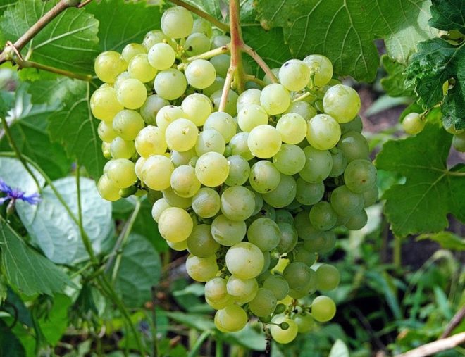 Любой культурный сорт винограда – источник множества витаминов