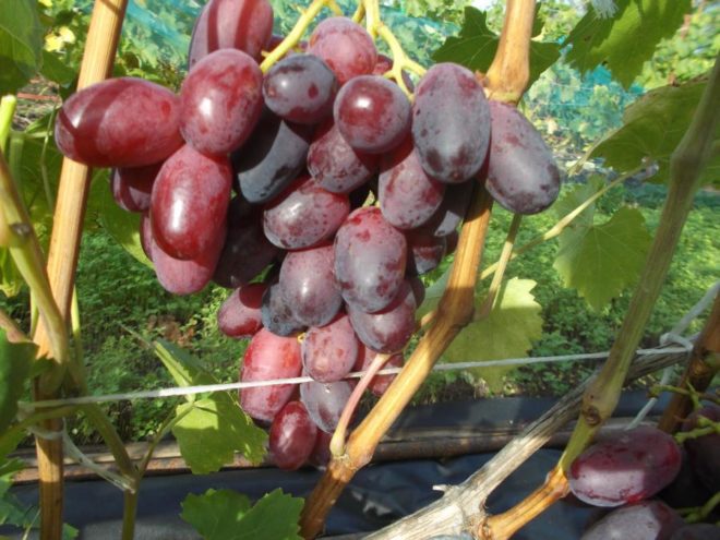 Сорт винограда Потомок Ризамата – это прекрасный вариант для климата Средней полосы