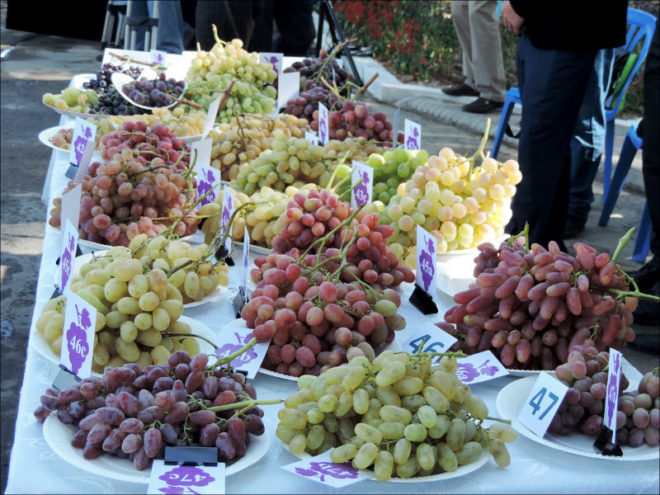 На сегодняшний день в Узбекистане выращивается около 37 видов винограда