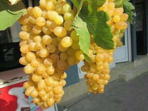 Из винограда сорта Бахтиори получается прекрасное вино