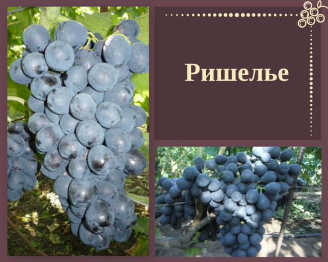 Сорт винограда Ришелье пользуется популярностью среди населения практически во всех странах