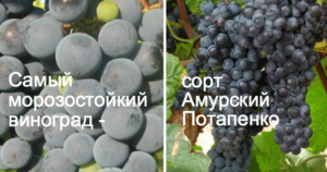 Выбор сорта – основа успеха в виноградарстве