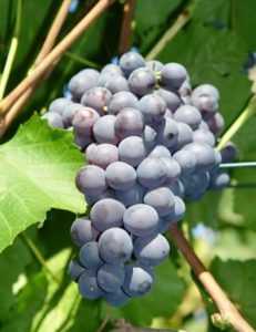 Столовый виноград Агат Донской тоже подходит для выращивания в северной полосе