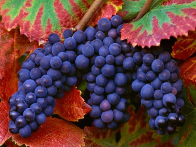 Для эффективного роста и плодоношения винограду нужно много питательных веществ