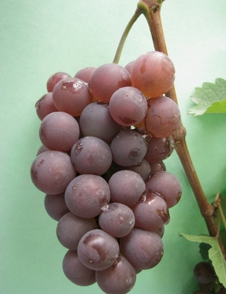 Гроздь винограда Лидия