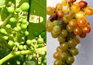 Сухорукавность куста винограда с его плодами может быть вызвано грибком Еутупа Лата