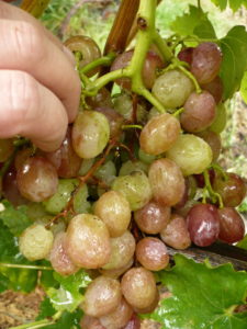 При усыхании гребня ягоды винограда мумифицируются