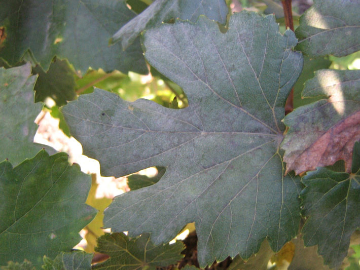 Серовато-белый налет на листьях