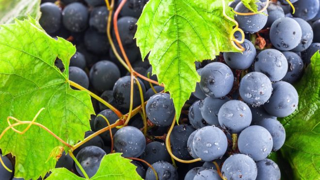 Правильно подобранные питательные вещества обогащают виноград необходимыми микроэлементами