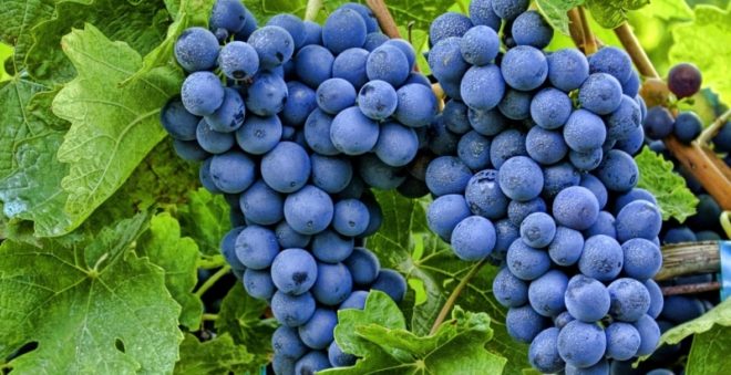 Винограду нужен правильный и постоянный уход