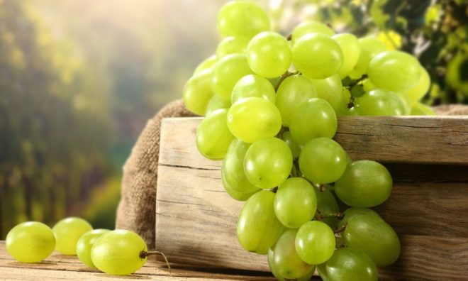Уход за виноградом - тяжелый и кропотливый труд