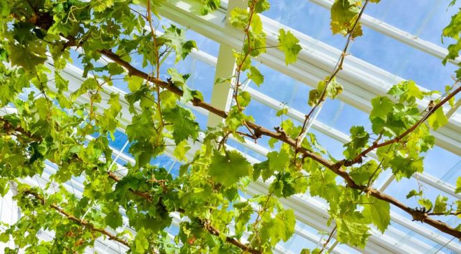 В северных регионах безукрывное выращивание винограда невозможно из-за климата