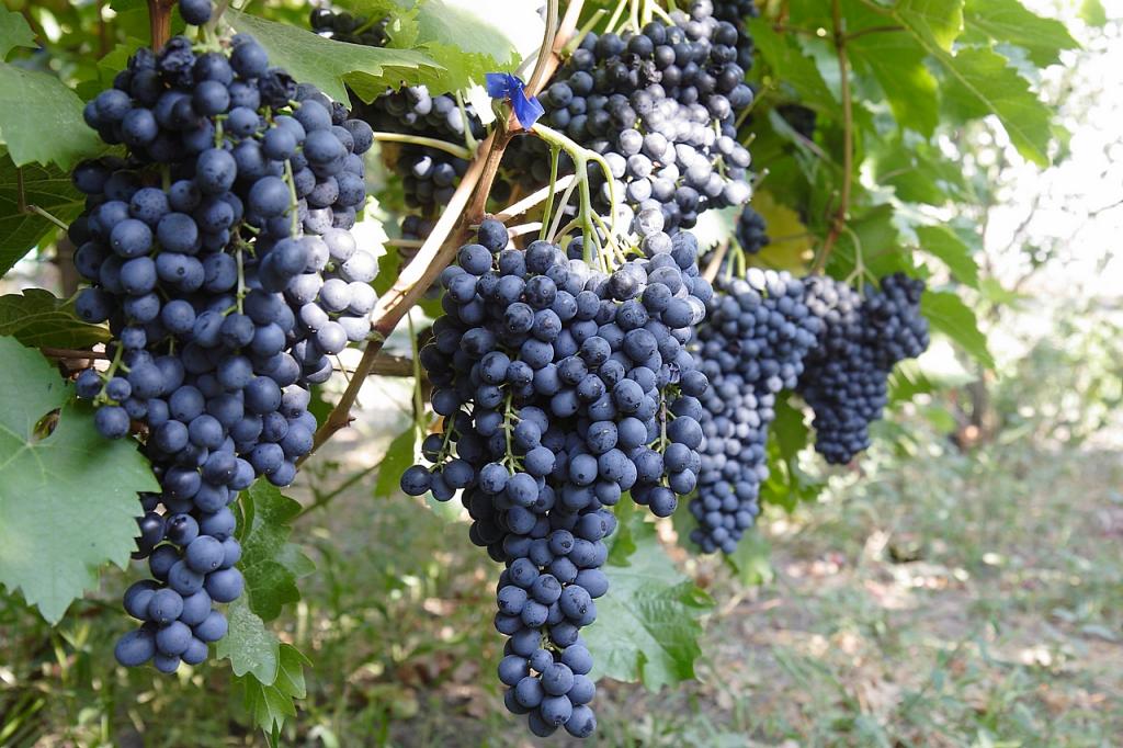 Виноград отличается высокой степенью содержания жидкости