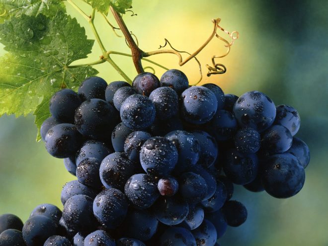 Многие считают усы винограда незначительным отростком