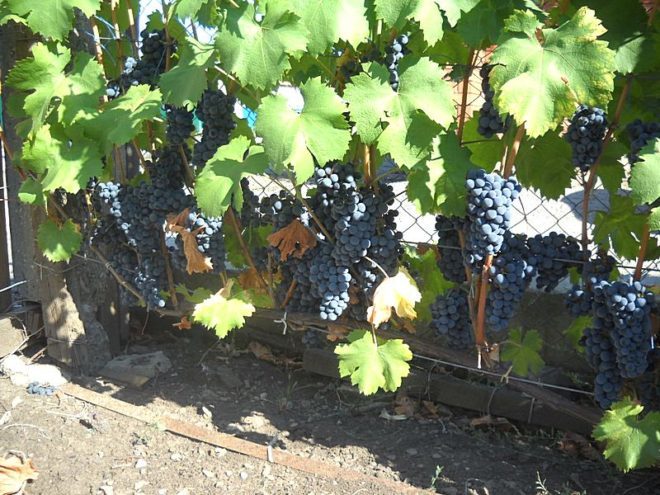 Из винограда "Регент" получается качественное и вкусное вино