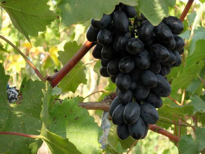 Виноградное хозяйство стало популярным в непривычных для него регионах