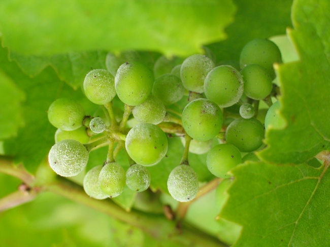 Необходимо защищать виноград от заболеваний