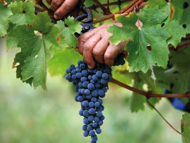 Нужно выбрать правильное время сбора винограда