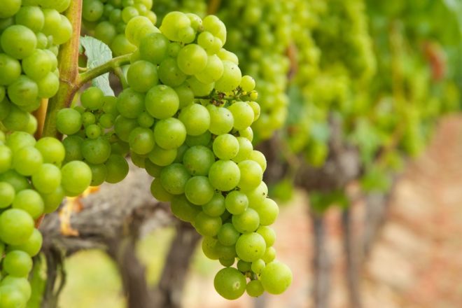 Выбирая определенный сорт винограда для выращивания, необходимо учитывать массу факторов, которые могут повлиять на его рост